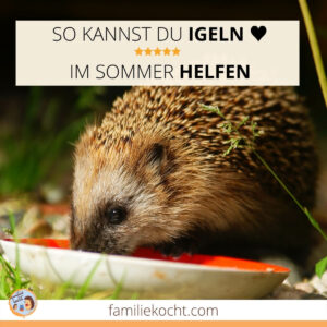 So Kannst Du Igeln Im Sommer Helfen 3 Einfache Dinge