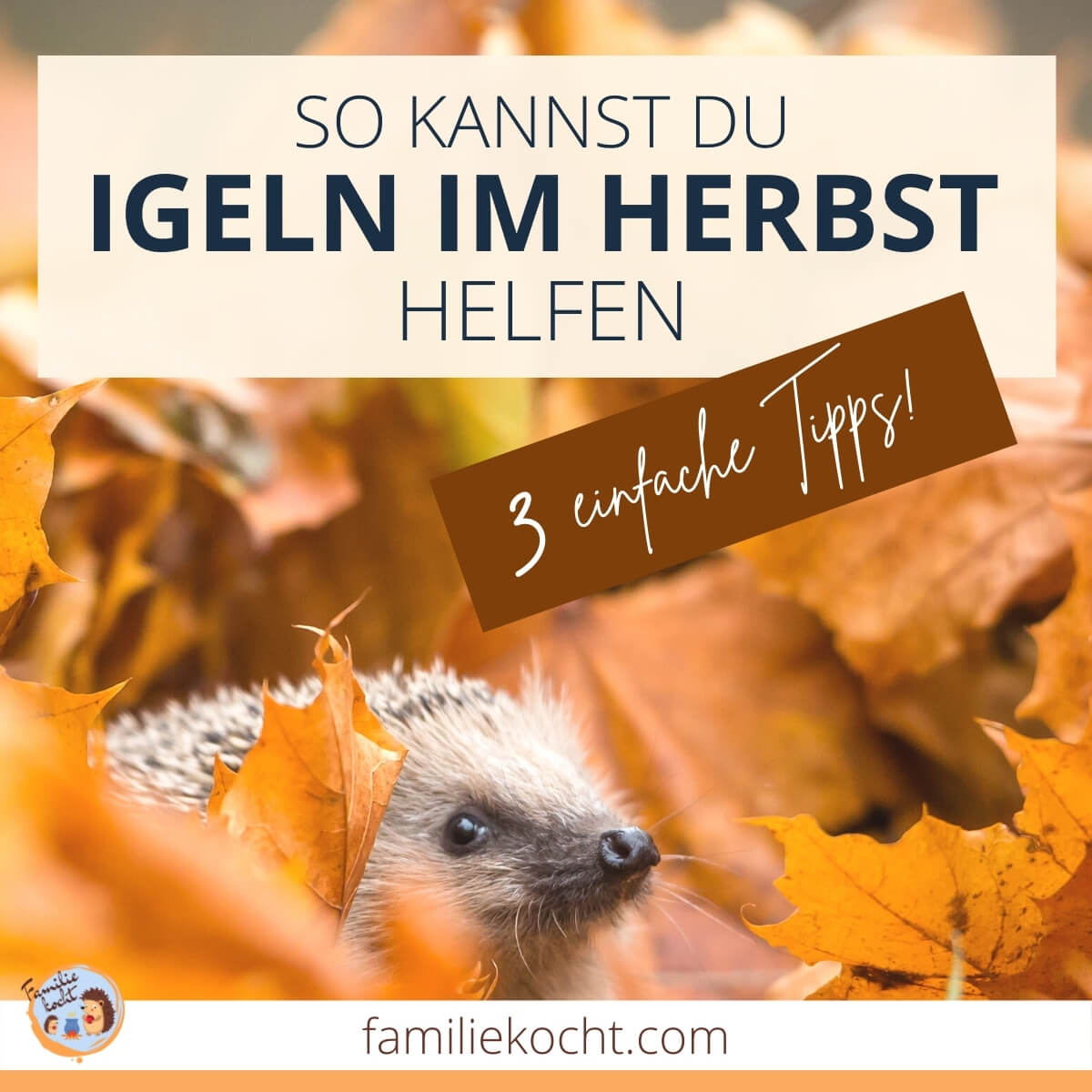 Igeln im Herbst helfen